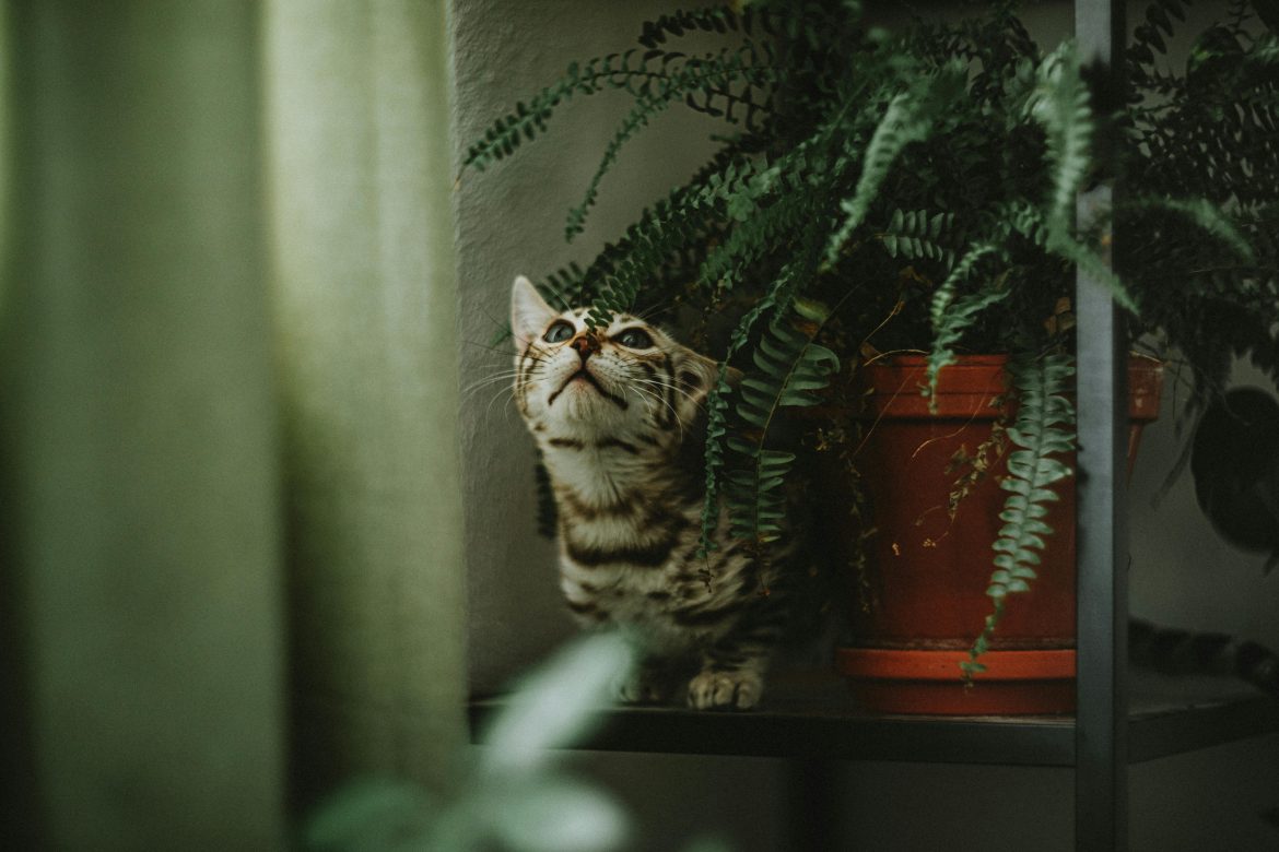 How to keep pets away from your indoor plants