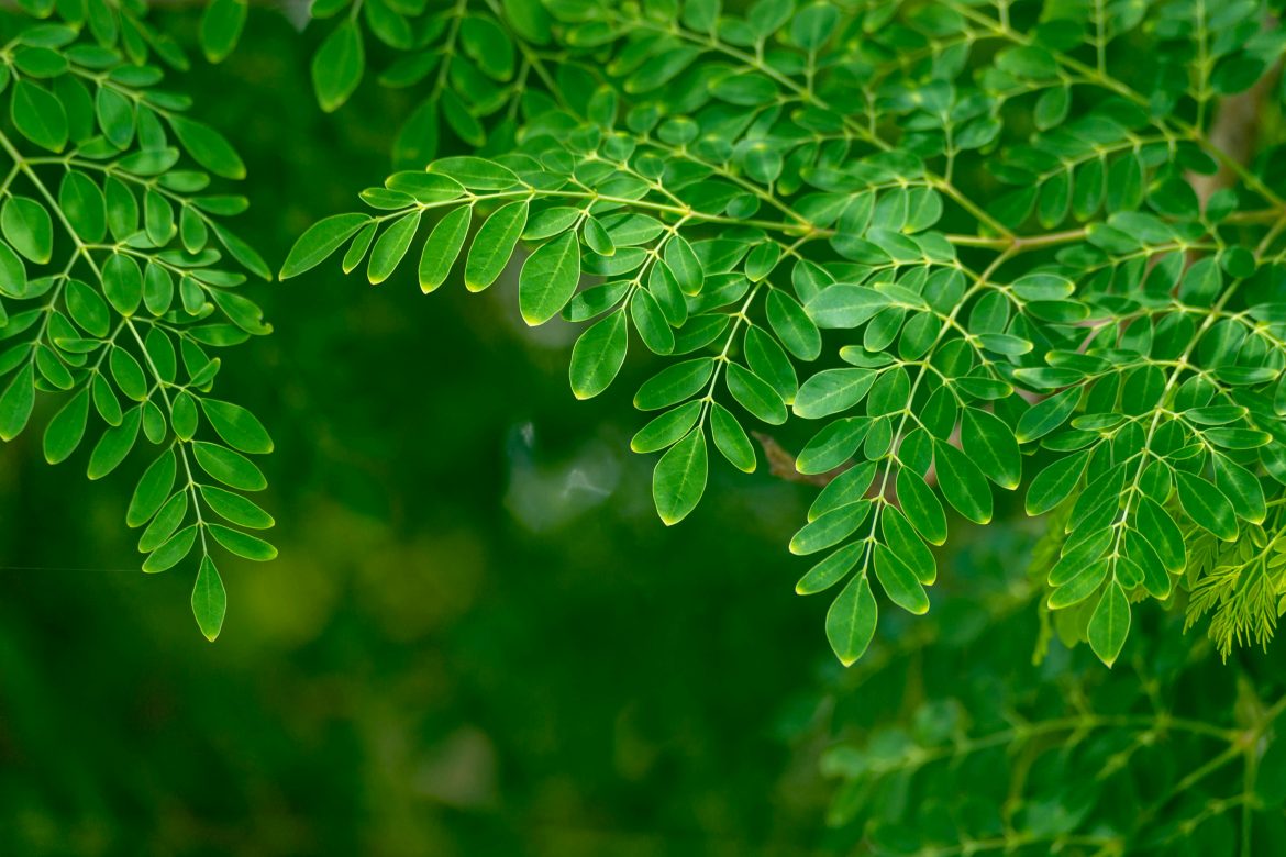Moringa: What is it, its uses and benefits