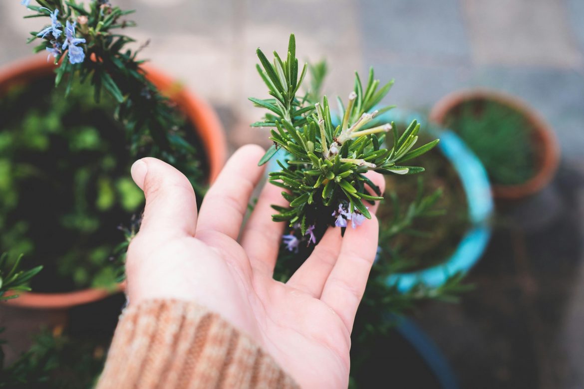Here’s why you should start growing your own rosemary