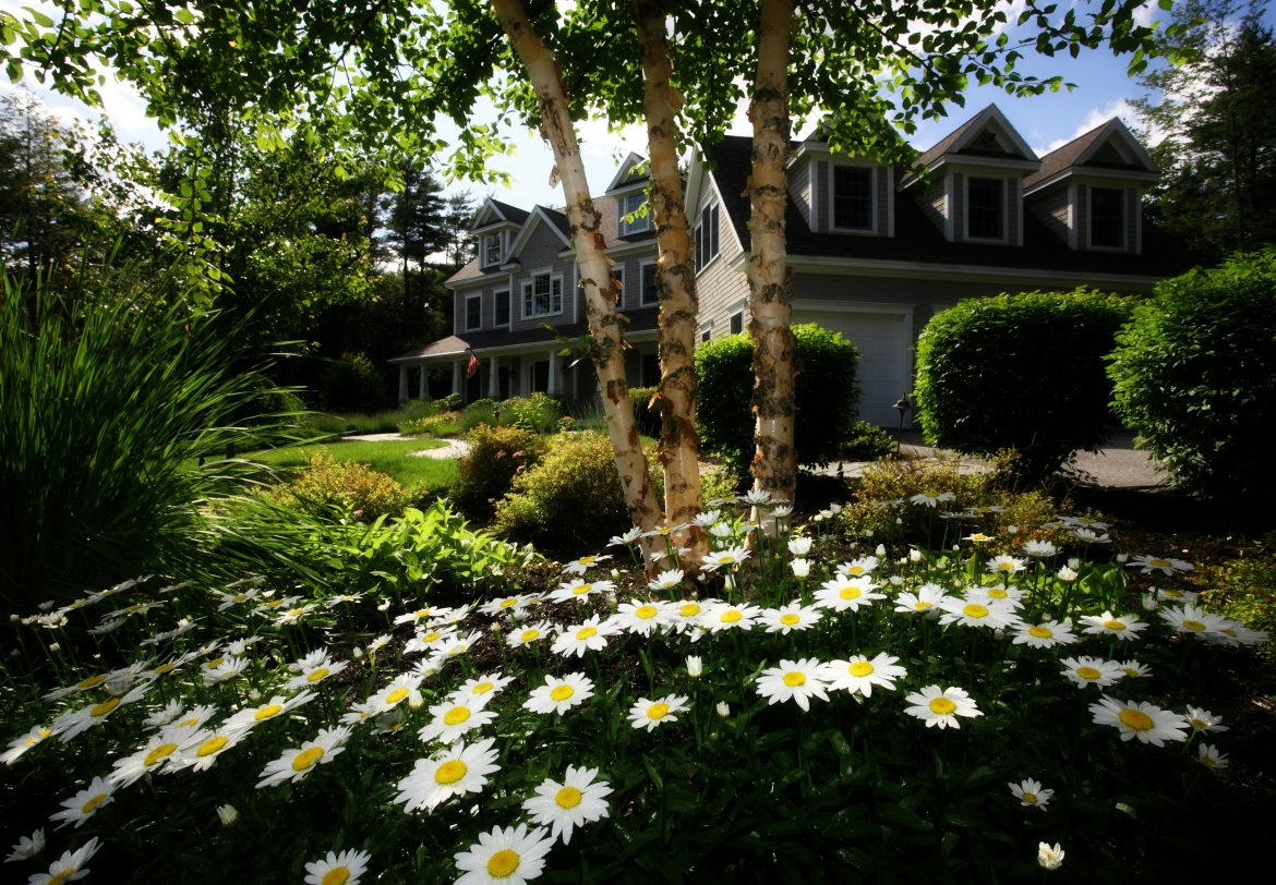 Trees to shade your home for the bright summer days