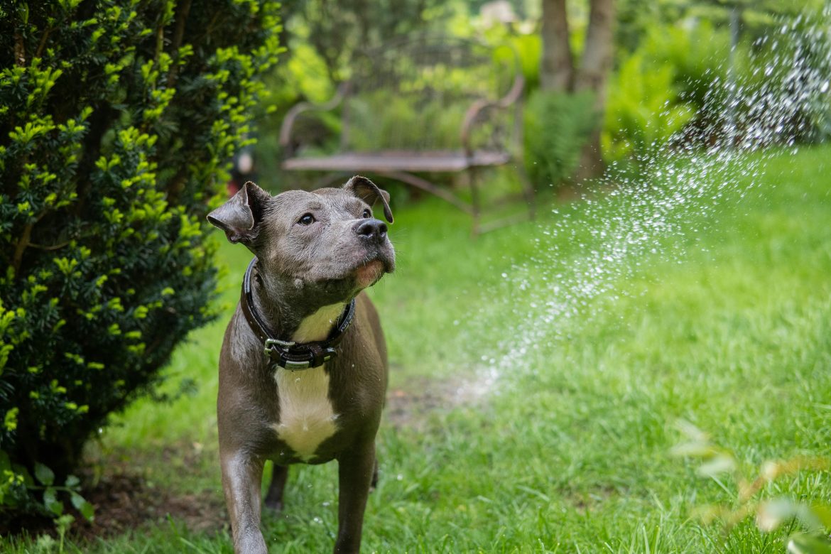 How to create a pet-friendly garden