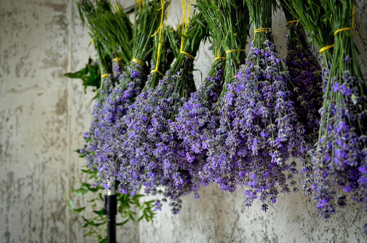 The unexpected uses of dried lavender in your home