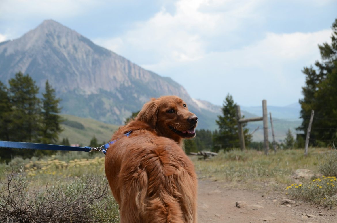 Items you need to pack for hiking with pets
