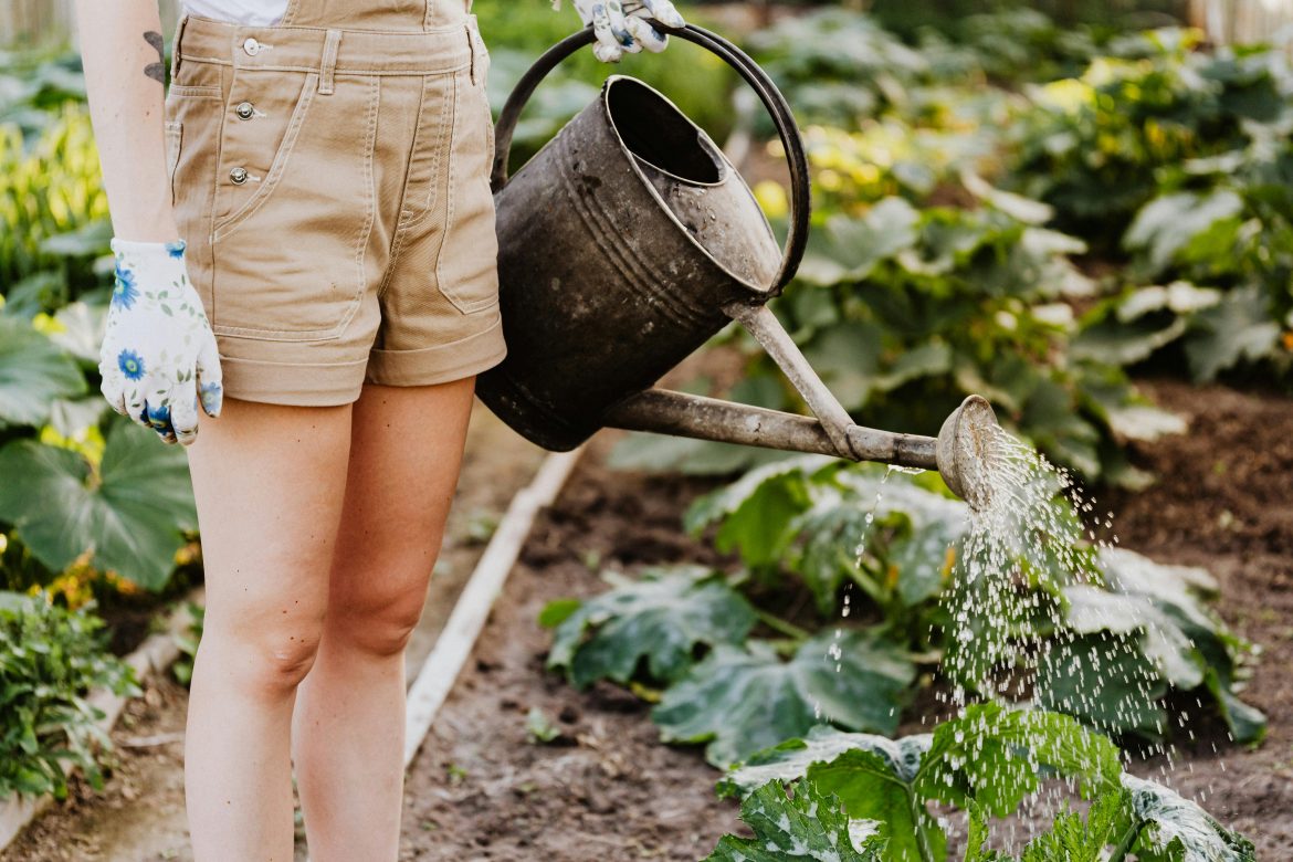 5 Budget-friendly tips for a thriving summer garden