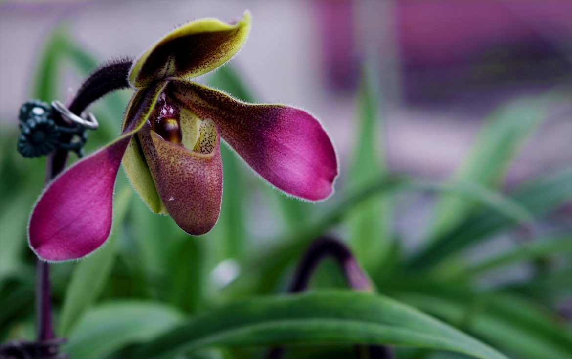 Rare and exotic plants that will add flair to any home