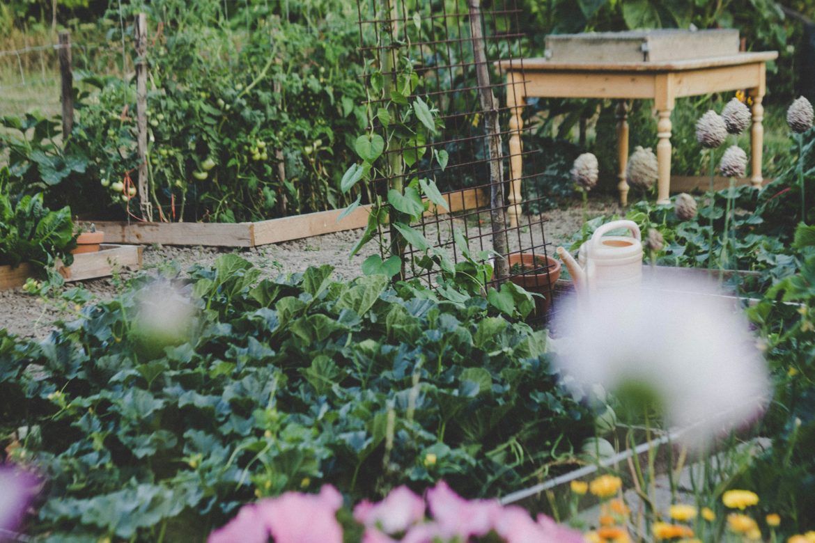 How to protect your veggie garden this summer