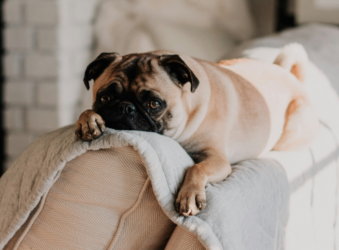 What to know before leaving your pets with a sitter for the holidays