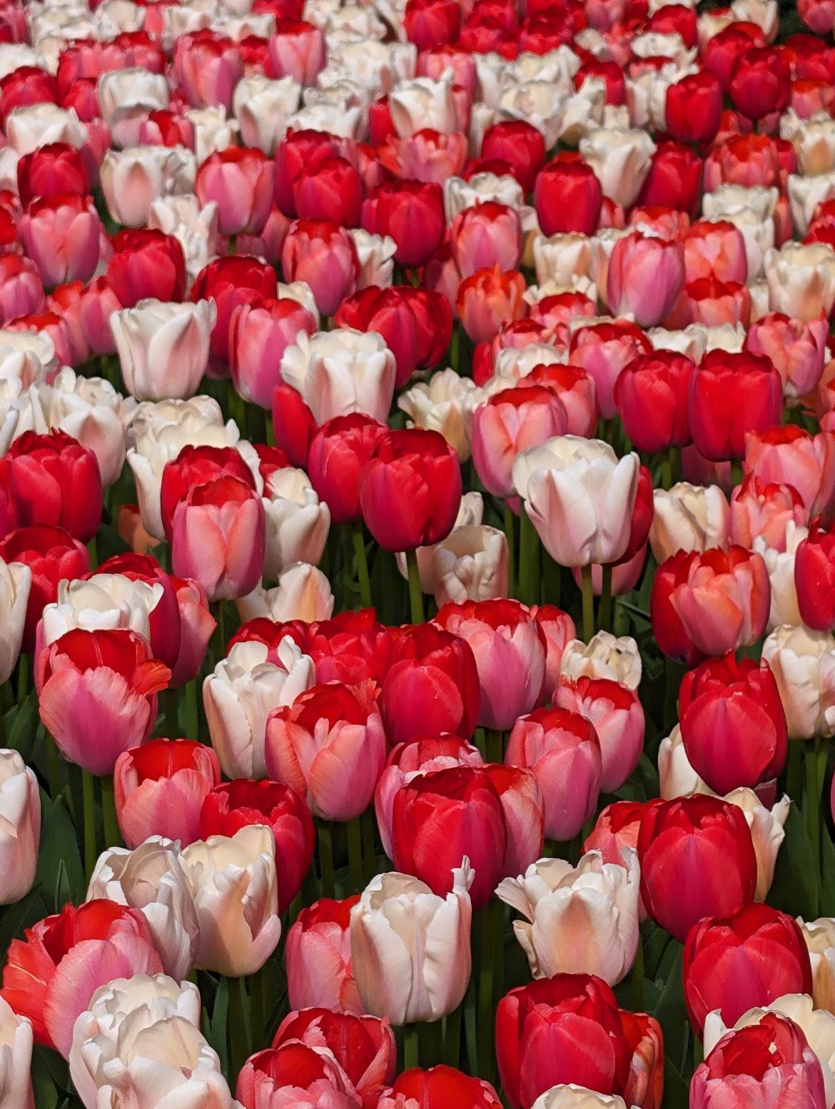 Horoscopes: Your stars in Sagittarius season