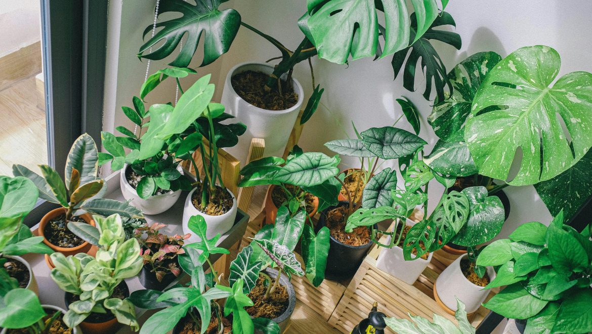 Unique houseplants to add to your collection 