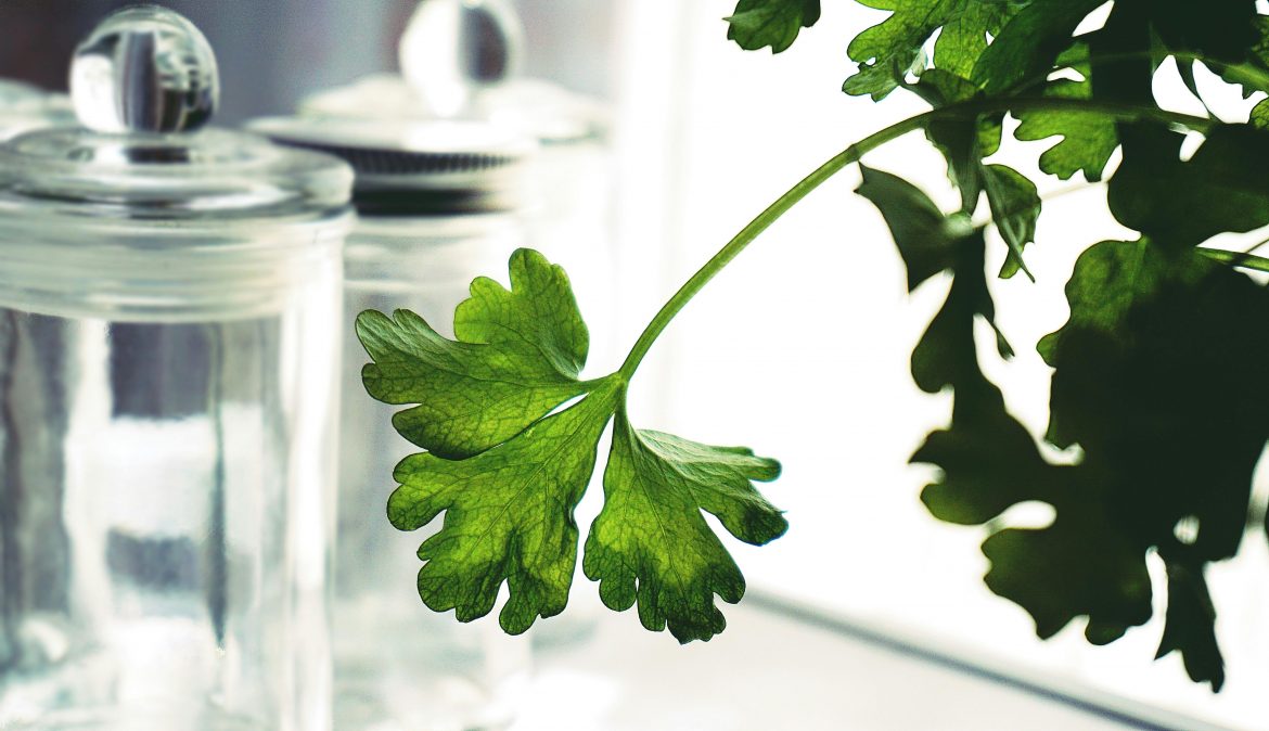 How to grow an endless supply of parsley