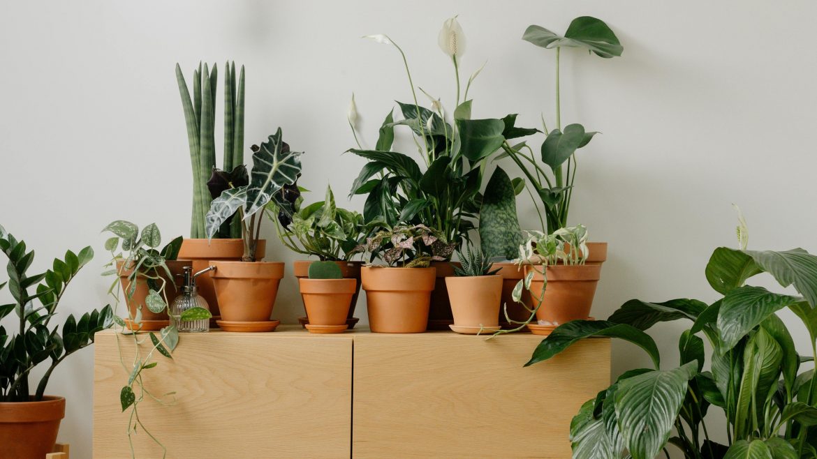 The ultimate list of difficult houseplants to add to your collection