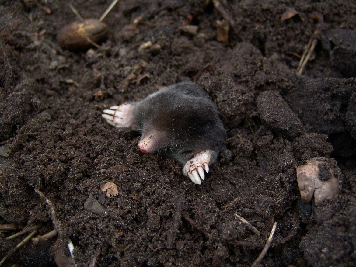 How to get rid of moles in your garden