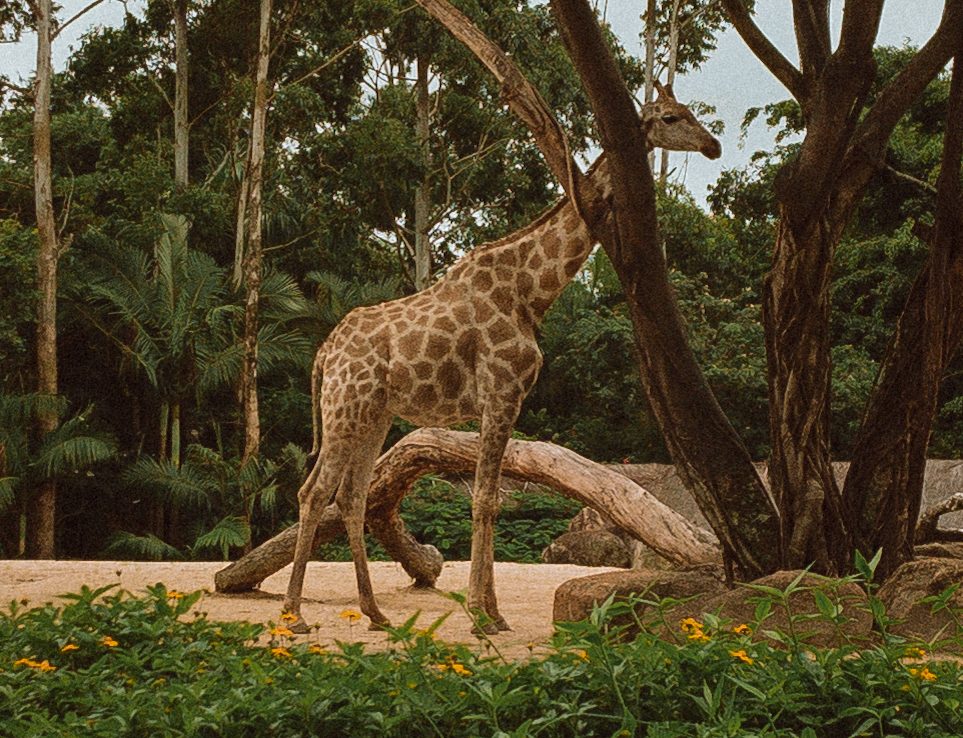 The best places for wildlife viewing according to the climate and vegetation