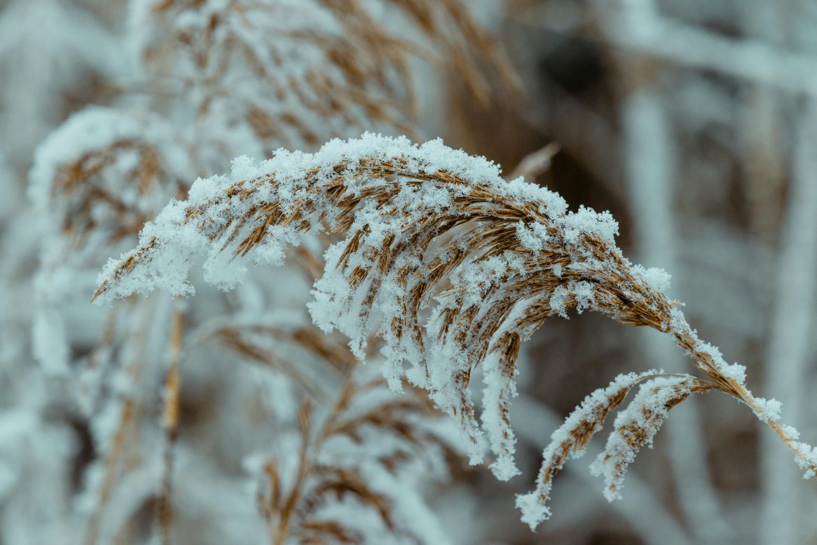 How to protect your plants during winter and keep your garden thriving