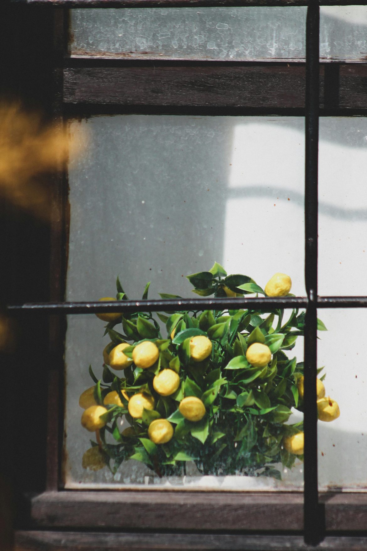 How to grow citrus trees indoors and keep them thriving year-round