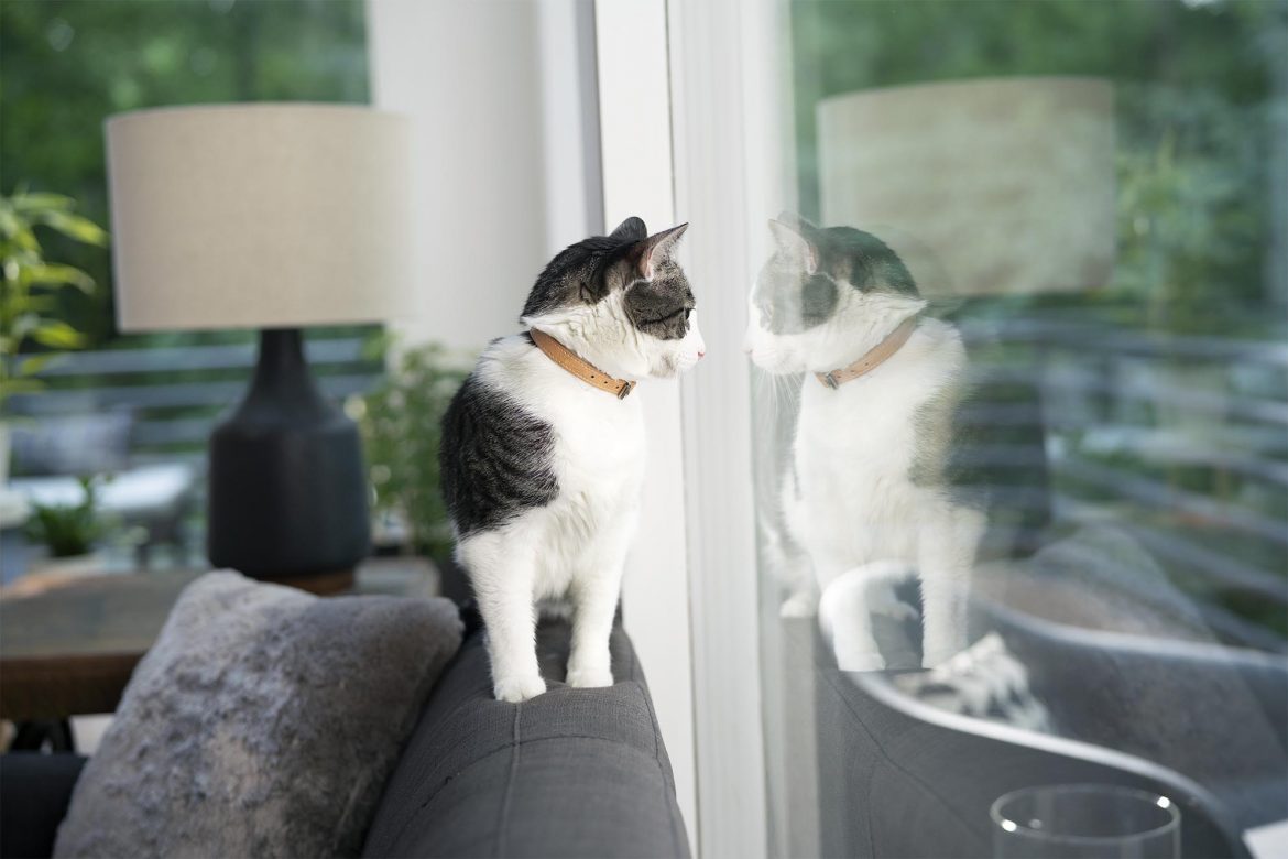 The right nutrition for a stronger recovery – Hill’s Prescription Diet On-Care