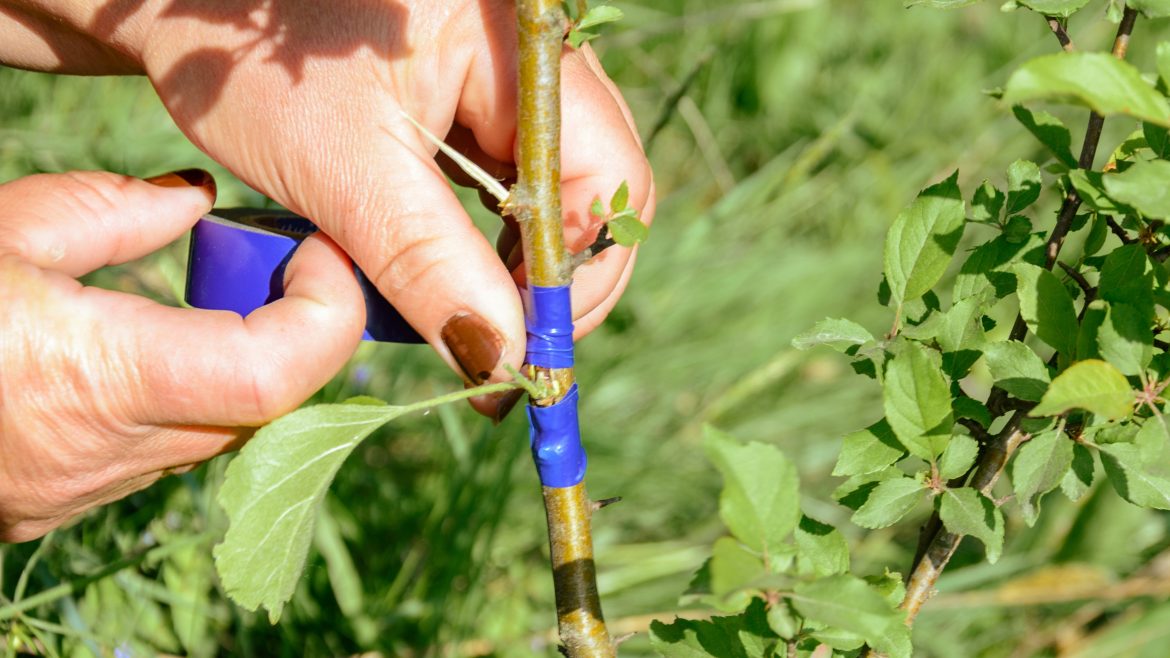 How to graft plants successfully: a step-by-step guide to propagation