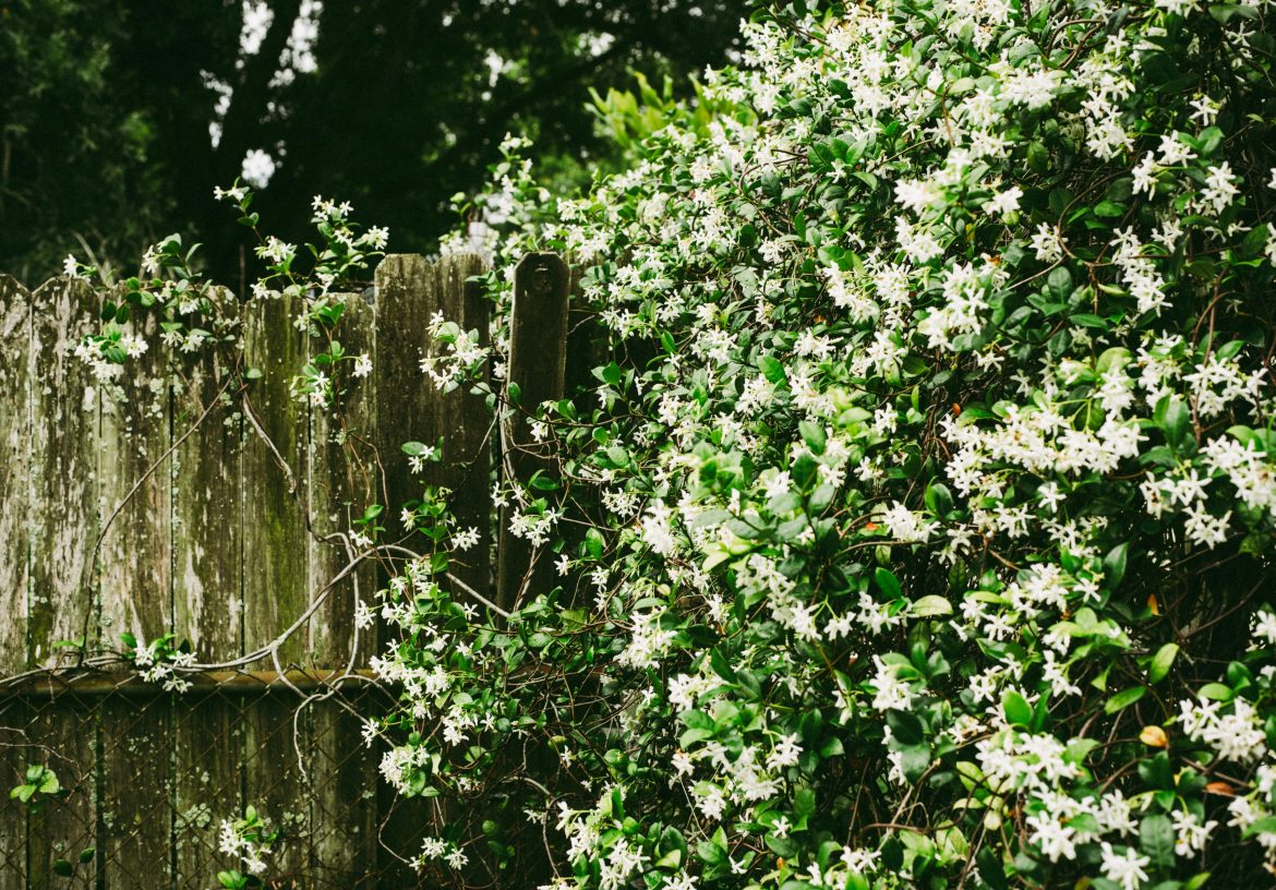 The ultimate guide on how to grow a jasmine hedge