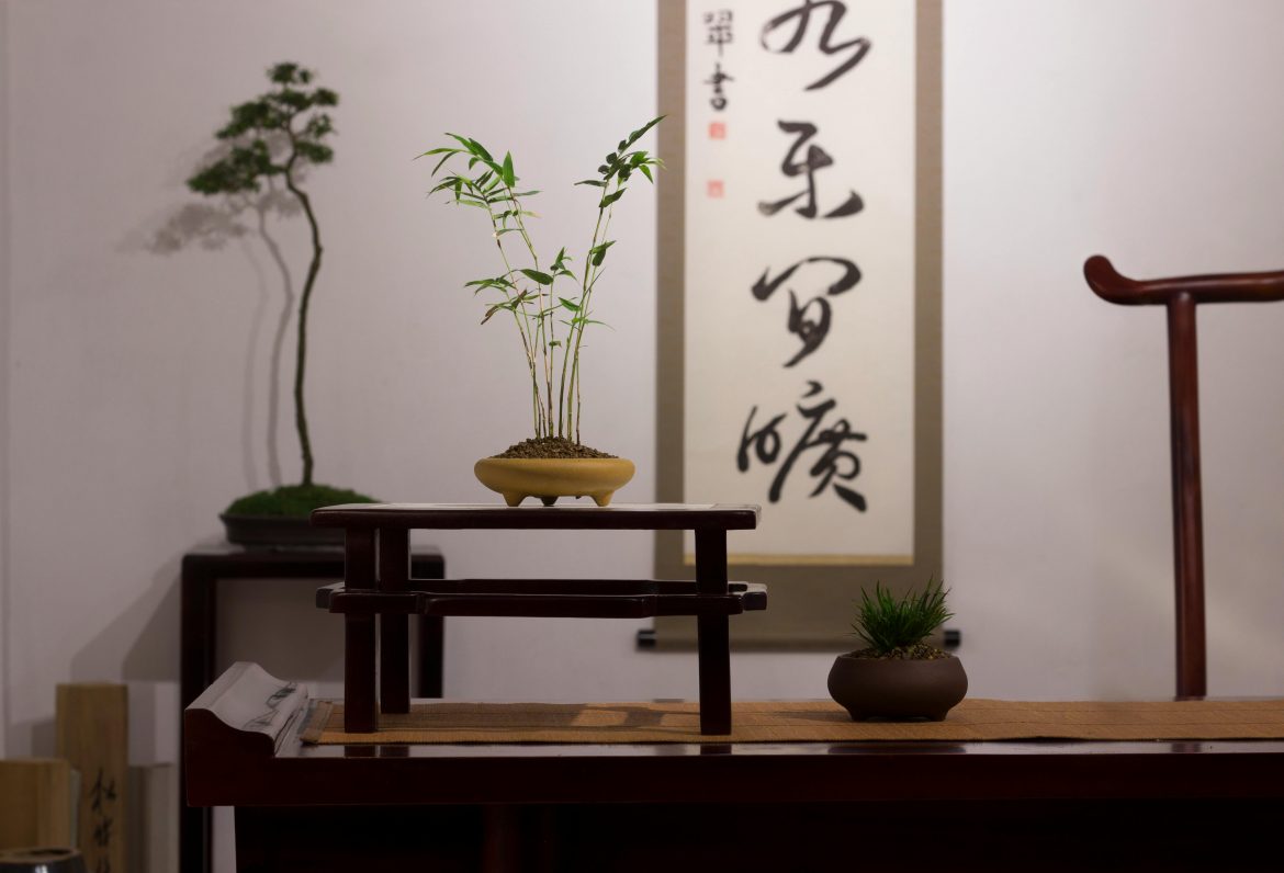The best Japanese houseplants for a zen interior
