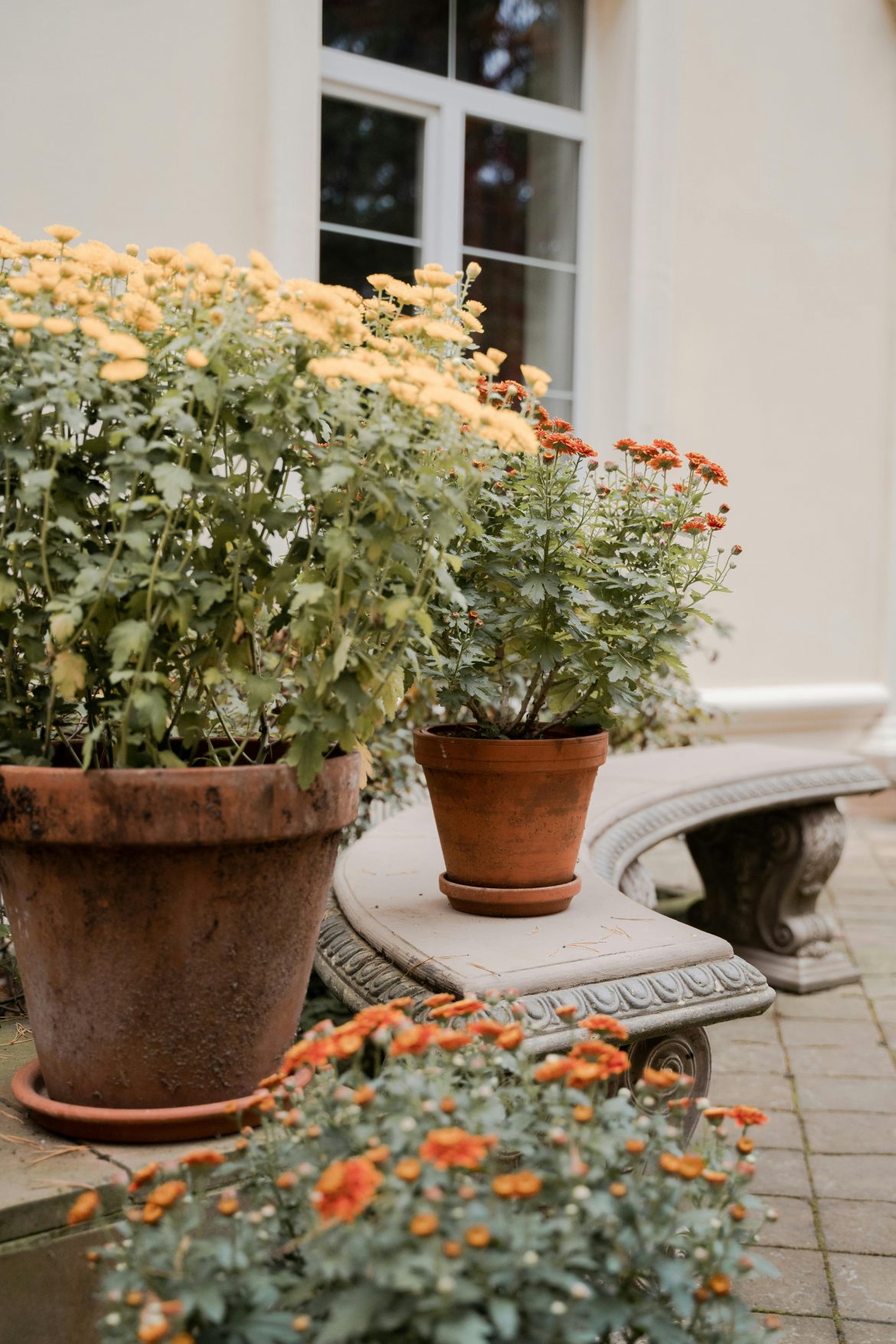 The best patio plants to transform your outdoor space in an instant