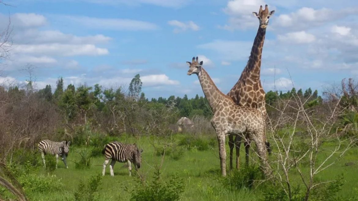 Self driving safari parks you need to add to your bucket list