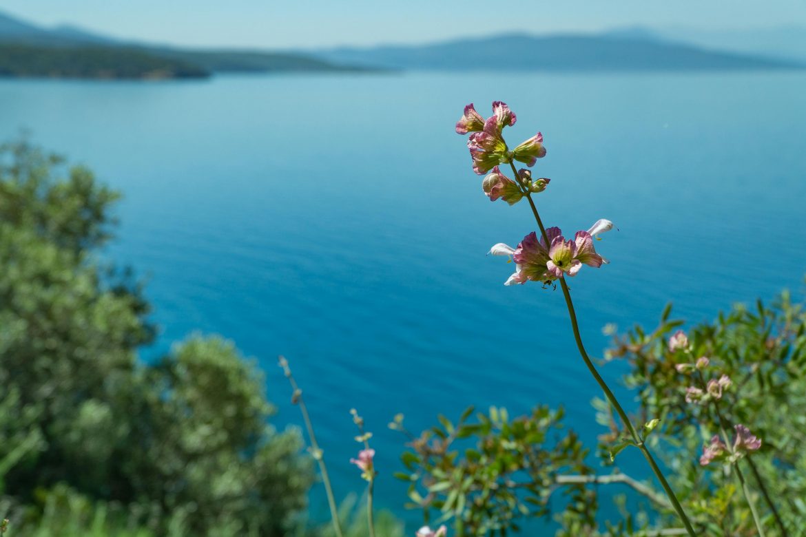 What’s your zodiac flower? The blooms linked to your star sign