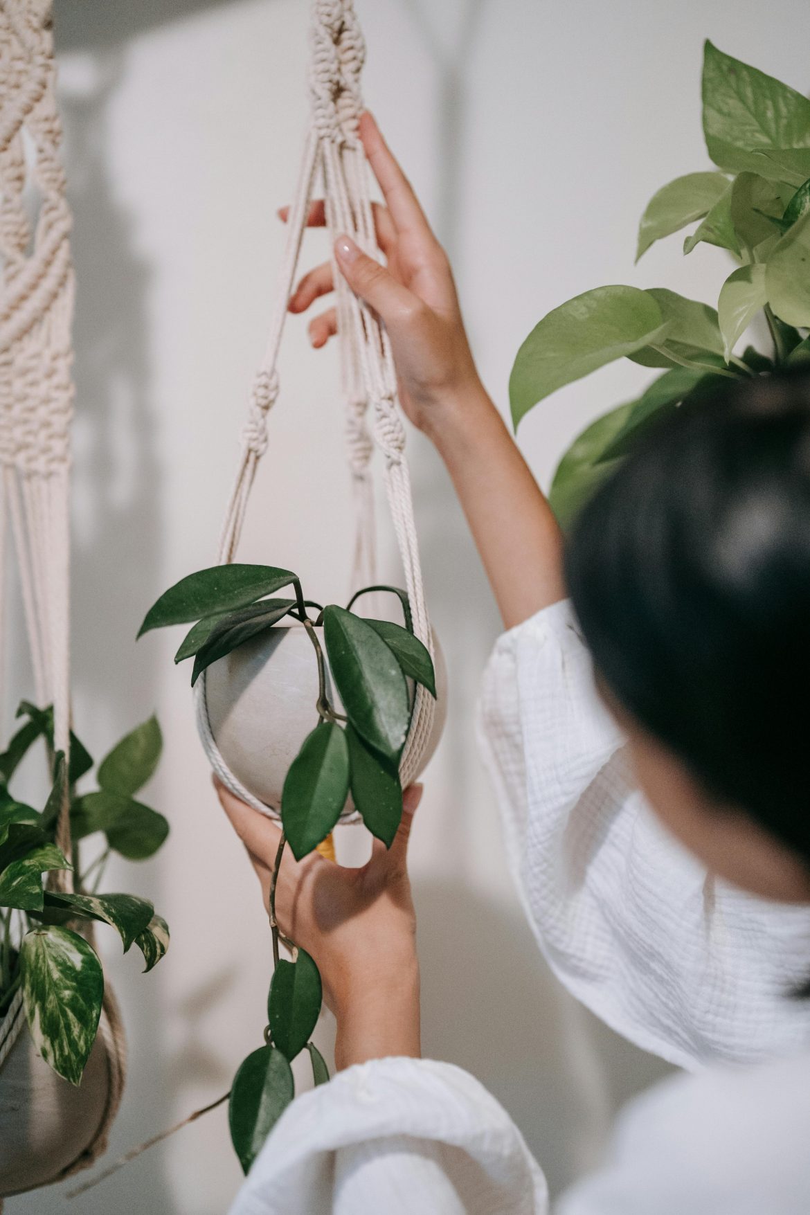Houseplants that could trigger your allergies – and what to grow instead