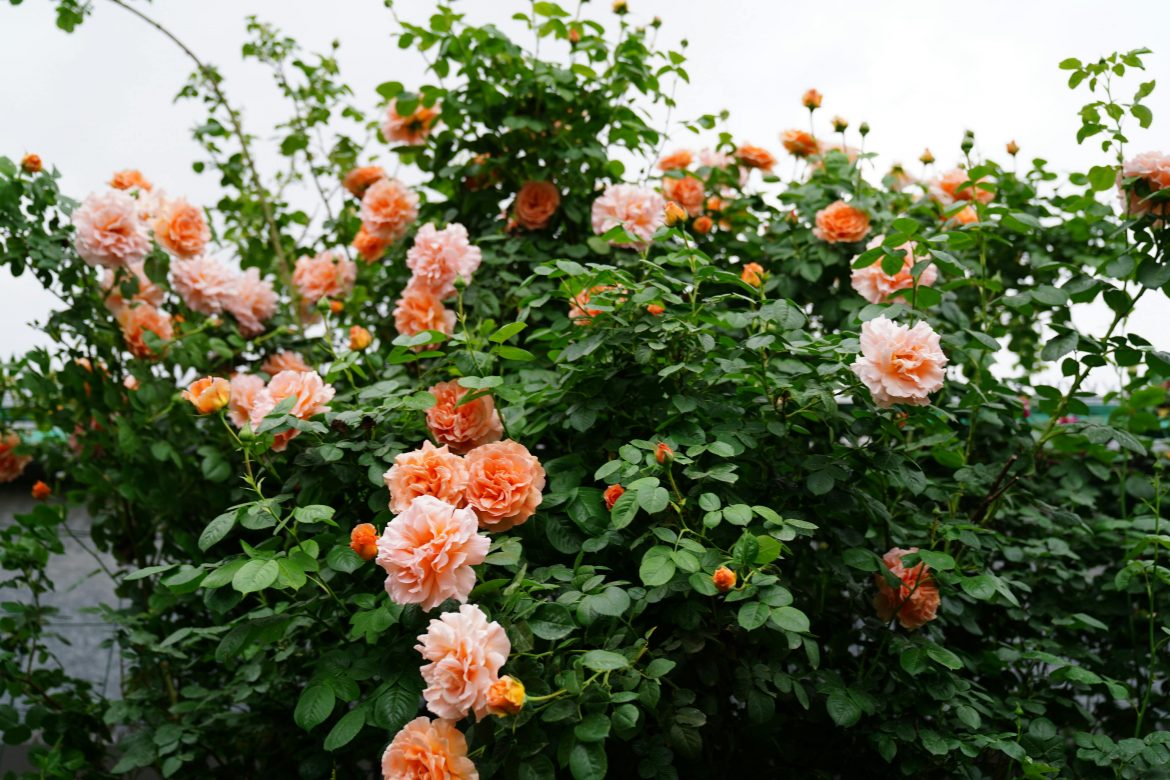 Perennial plant combinations that always look good