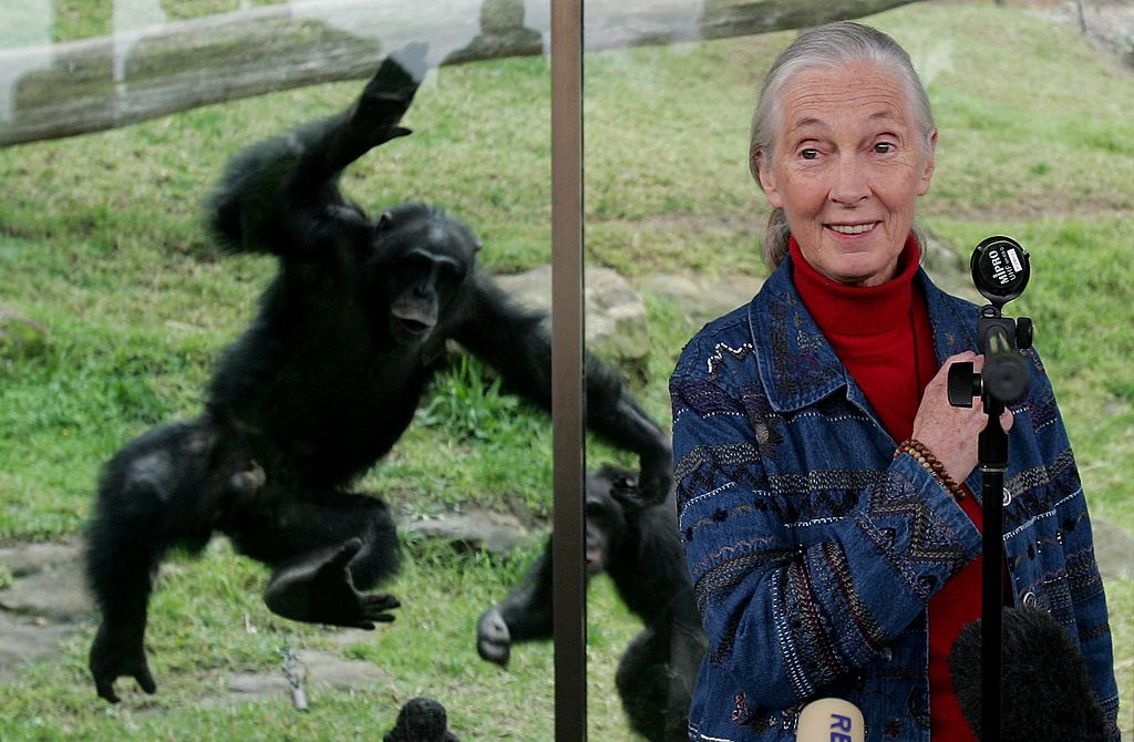 Jane Goodall, pioneering primatologist and conservationist, dies at 91