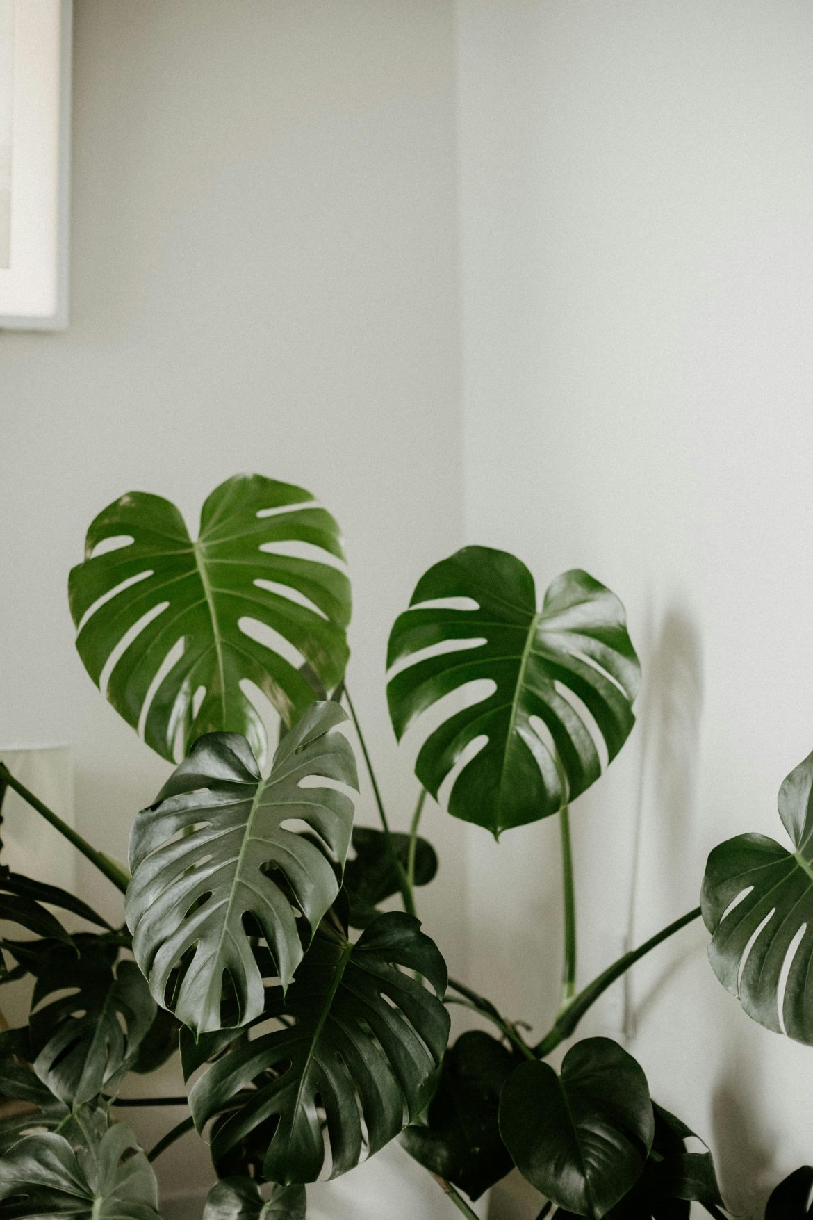 7 reasons why your monstera leaves turn brown (and how to fix it)