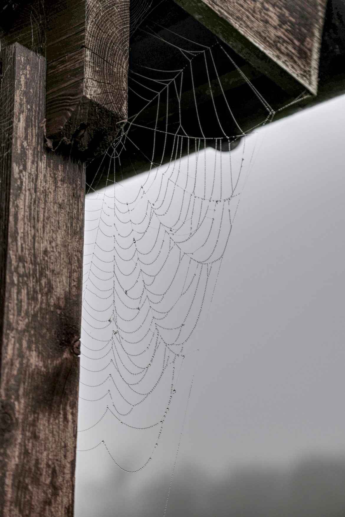 8 tips to disinvite spiders from your home this Spring/Summer season
