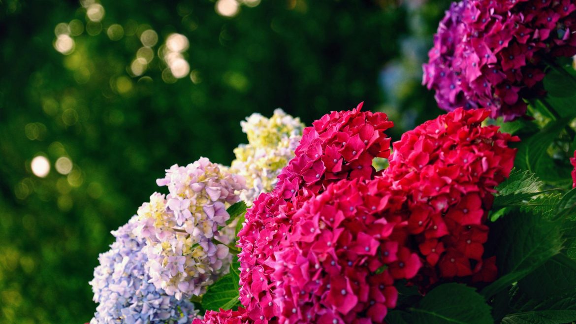 How to plant and care for Endless Summer hydrangeas: colour control, pruning and year-round tips