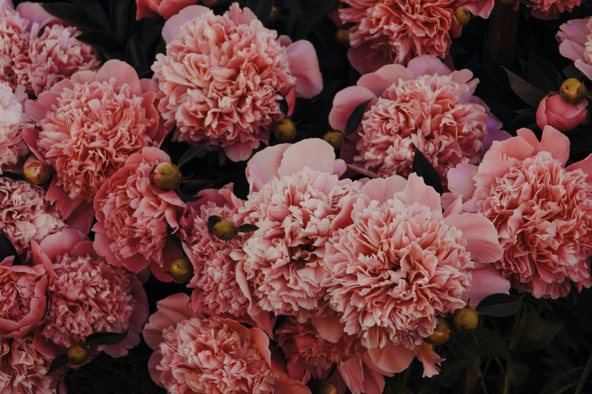 Why peonies feel so magical – and why their season is so short