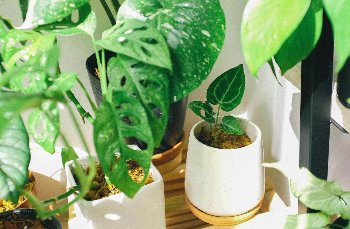 Feng shui houseplants: the best plants, where to place them, and how to keep them happy
