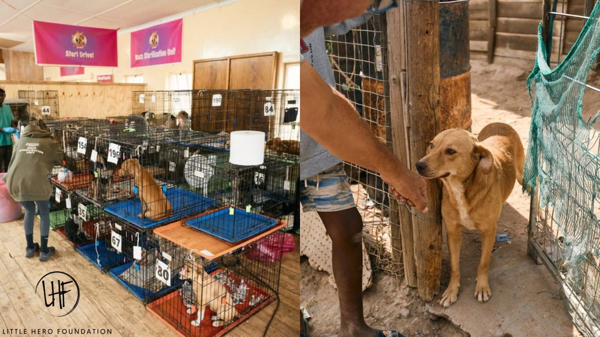 Little Hero Foundation’s big pawprints gives dogs a better life