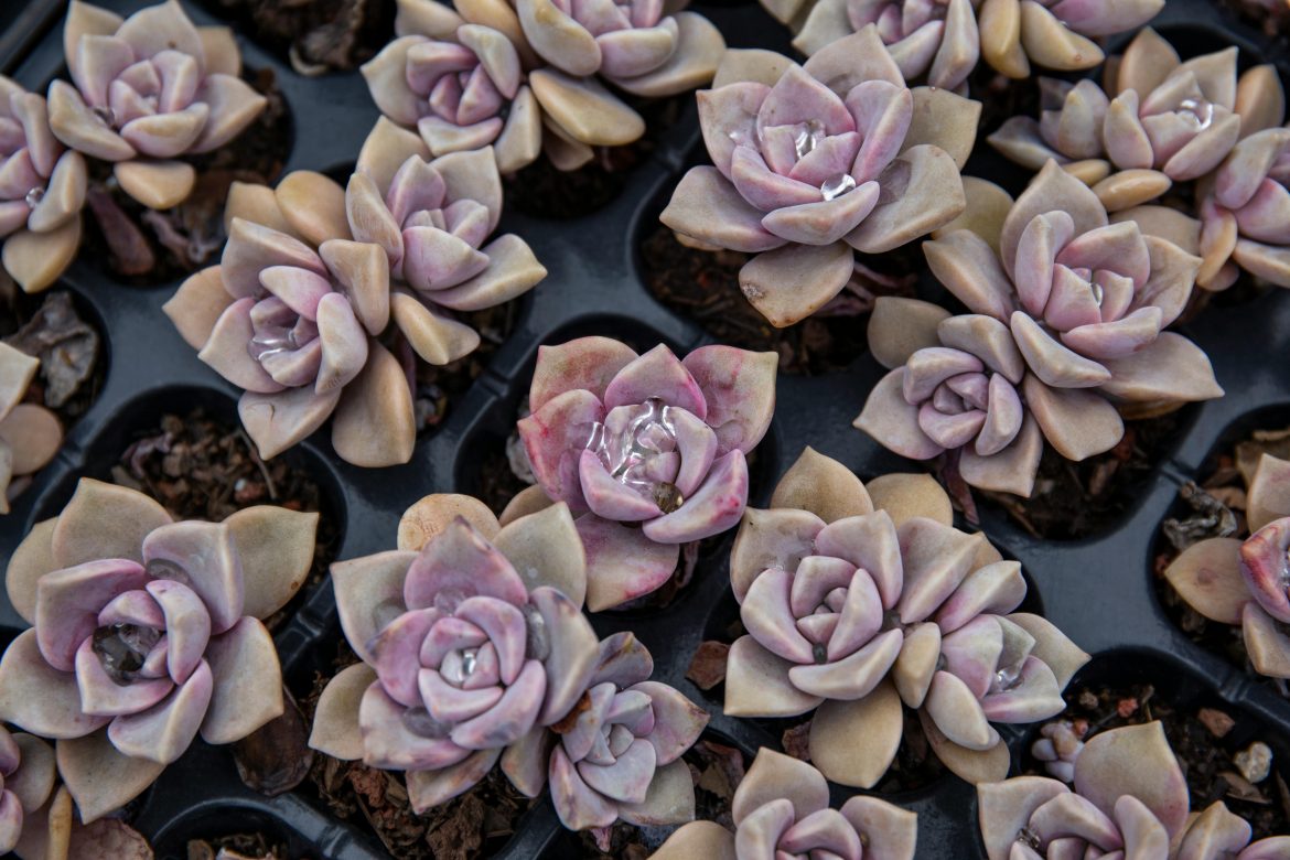 Dark and moody succulents to elevate your indoor plant collection
