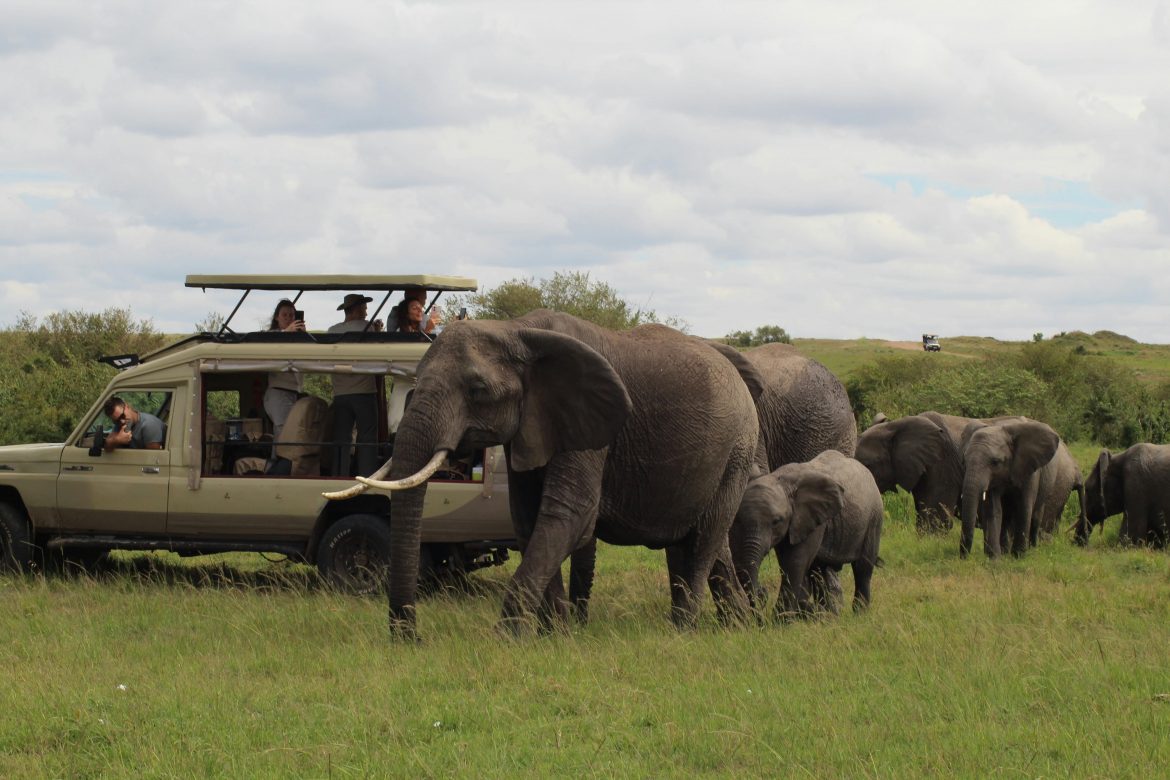 Everything you need to know before going on a safari holiday