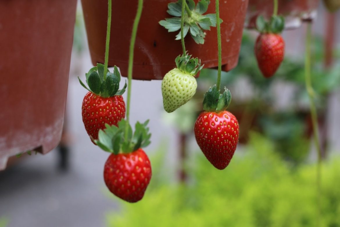 5 berries you can easily grow in pots – even if your garden is tiny