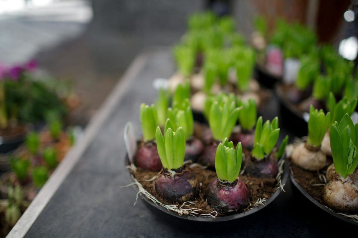 A beginner’s guide to planting bulbs in autumn for a beautiful spring garden