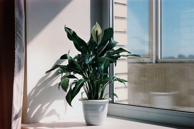 6 Plants that naturally fight mould this winter