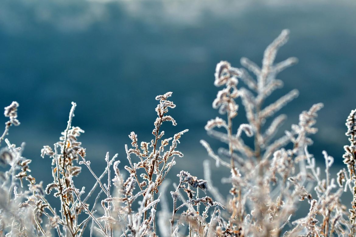 Winter plant care guide