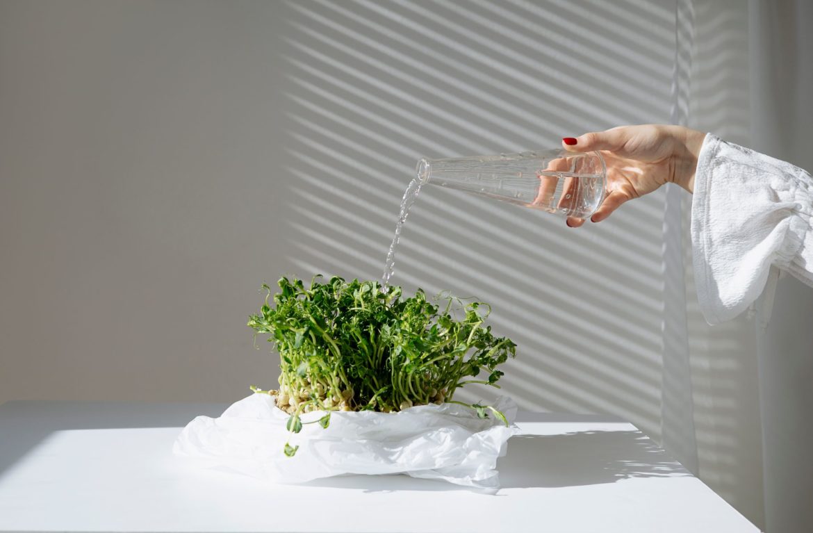 What exactly are microgreens and do they really make your meals healthier?