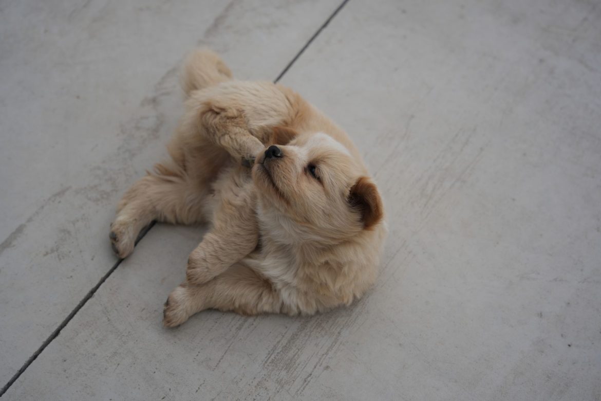 Natural flea repellents that are safe for your pets