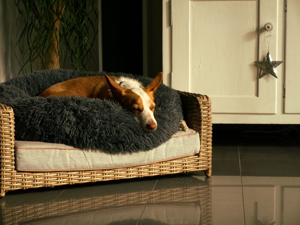 How to choose pet-friendly decor that works with your style
