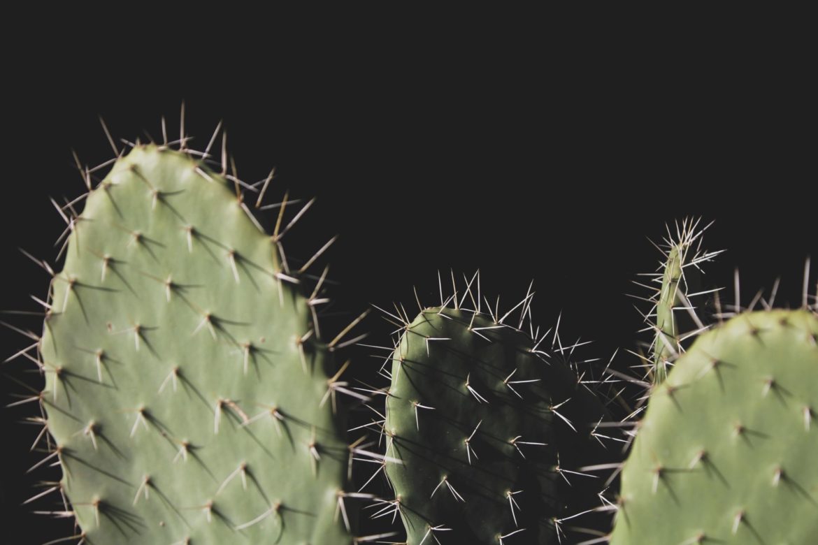 Can you grow aloes and cacti from seed? Here is what to expect