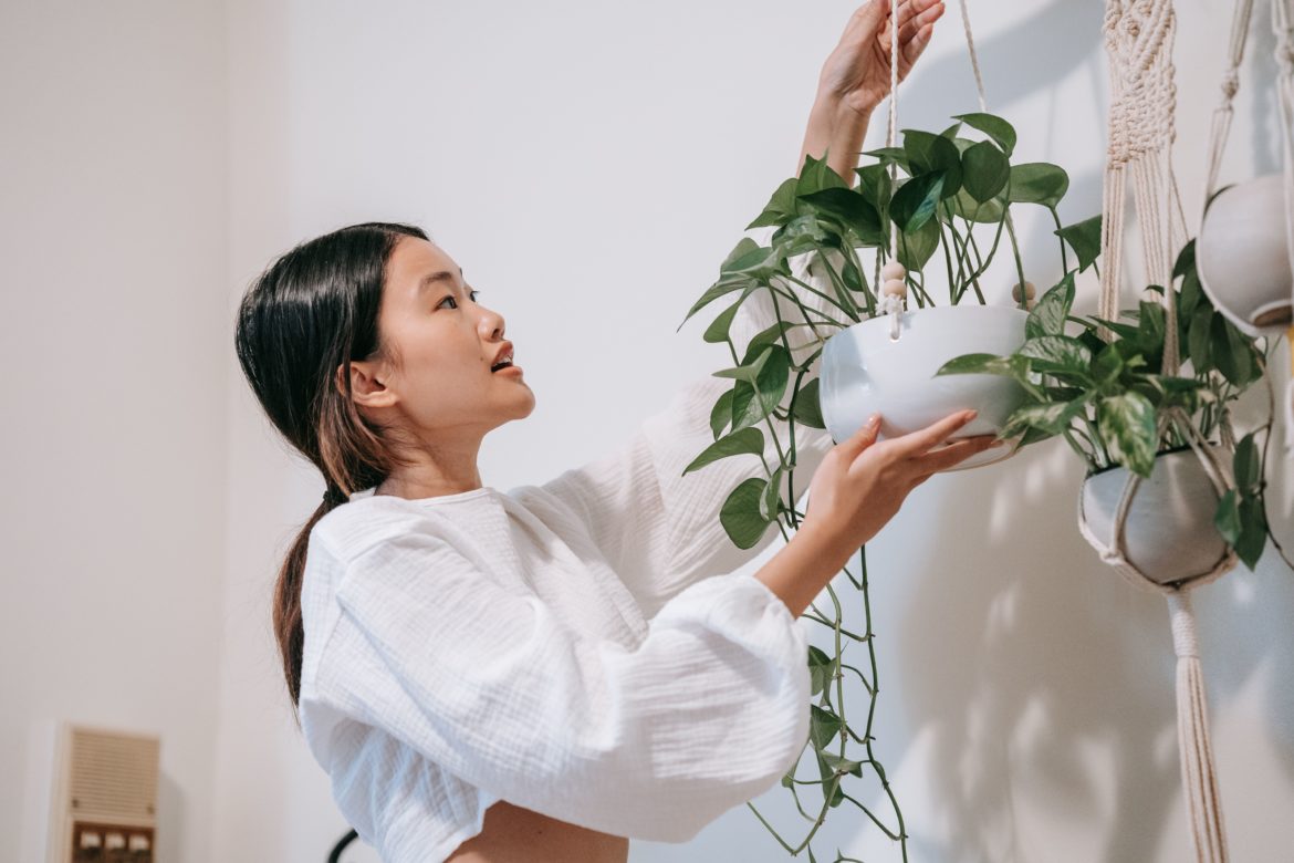 Which indoor plants and herbs really repel household pests?