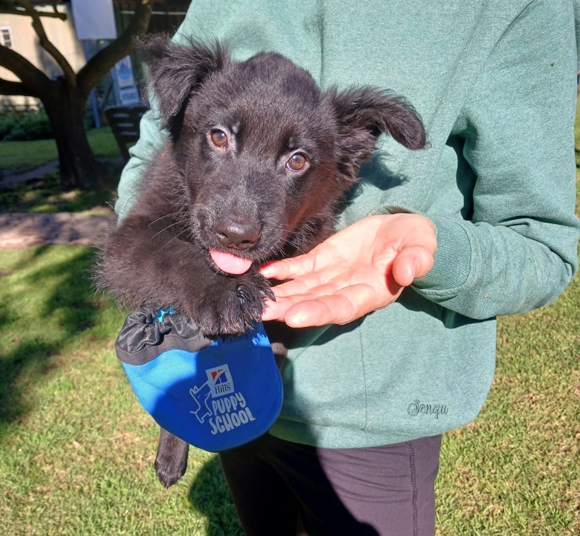 Five myths keeping shelter pets waiting for homes