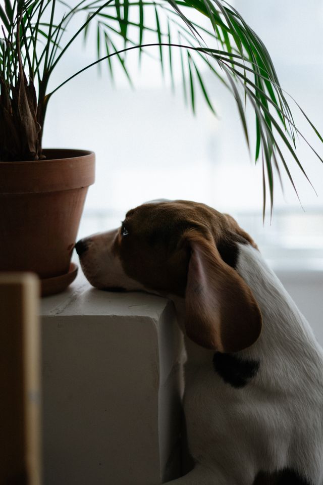 Houseplants that are safe for your furry friends