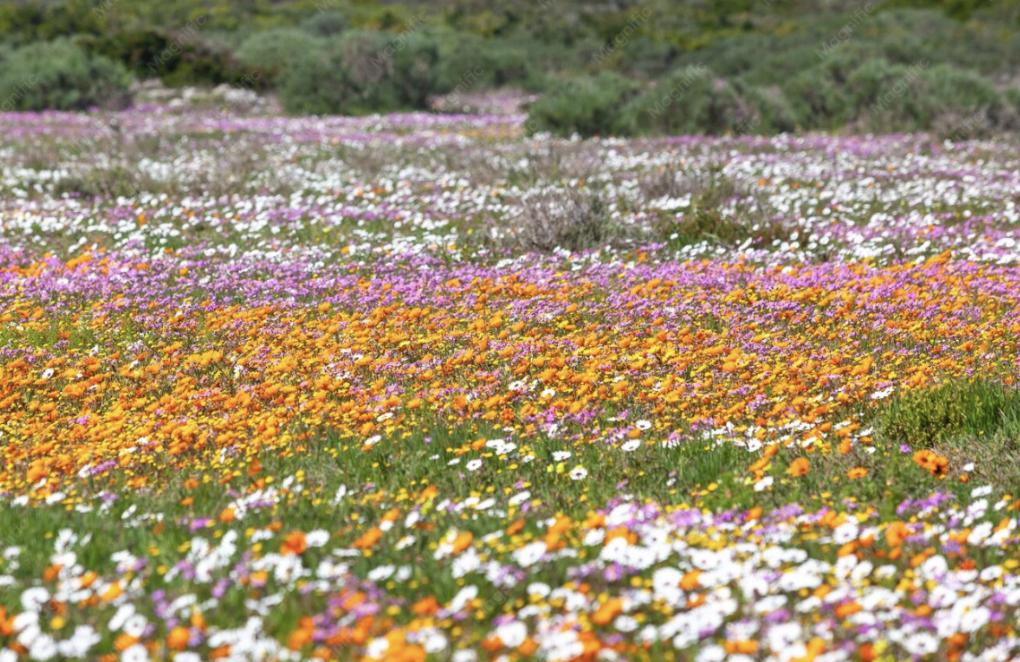 South Africa’s most beautiful spring flower destinations